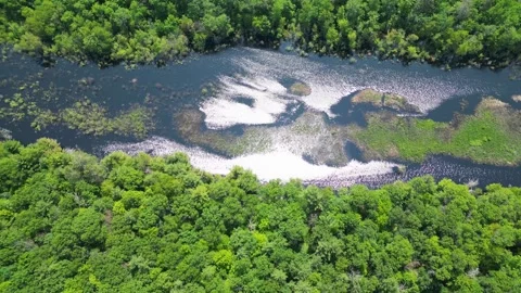 Drone Shot of Blue River with Trees Along Shoreline with Green Forest Landscape Stock Footage 244958967