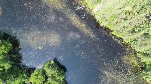 Drone Shot of Blue River with Trees Along Shoreline with Green Forest Landscape Stock Footage 244959106