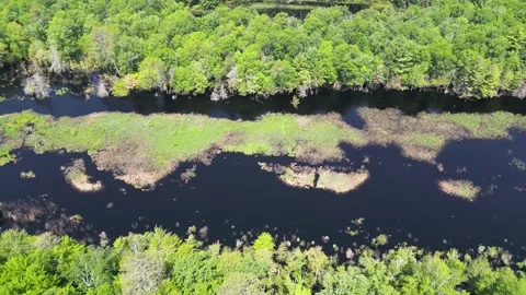 Drone Shot of Blue River with Trees Along Shoreline with Green Forest Landscape Stock Footage 244959258