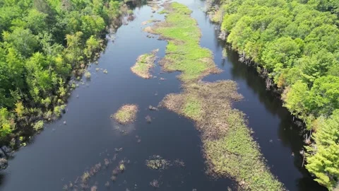 Drone Shot of Blue River with Trees Along Shoreline with Green Forest Landscape Stock Footage 244959388