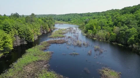 Drone Shot of Blue River with Trees Along Shoreline with Green Forest Landscape Stock Footage 244959476