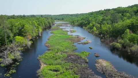 Drone Shot of Blue River with Trees Along Shoreline with Green Forest Landscape Stock Footage 244959564