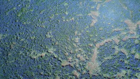 Drone shot - bluebonnets Stock Footage 271085418