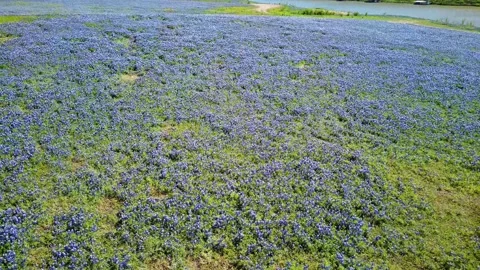 Drone shot - bluebonnets v2 Stock Footage 271102211
