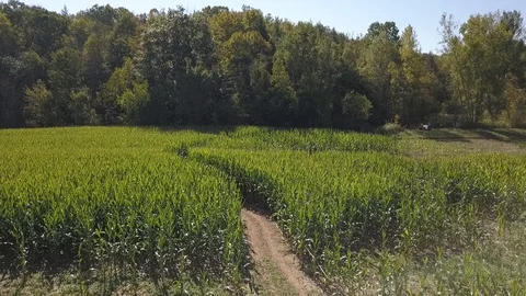 Drone Shot Bright Green Cornfield in the Wind Drone Shot 库存影片 129649236
