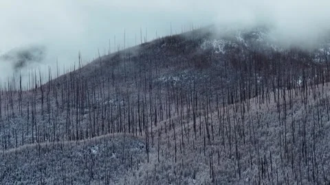 Drone shot of a burned hillside with charred tree trunks and light snow patches Stock Footage 333450670