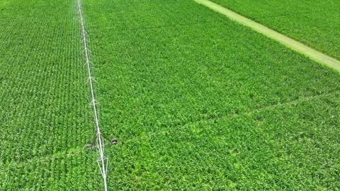 Drone shot captures a center pivot irrigation system. Stock Footage 313468767
