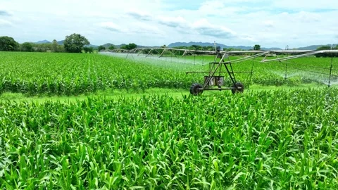 Drone shot captures a center pivot irrigation system. Stock Footage 313468802