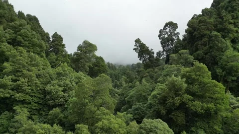 Drone shot captures a forest, river near the Salto do Cabrito waterfall Stock Footage 321079433