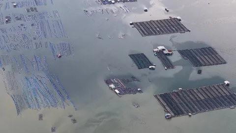 Drone shot captures Johor Straits mussel farm with radiant floating grids Video stock 329368168