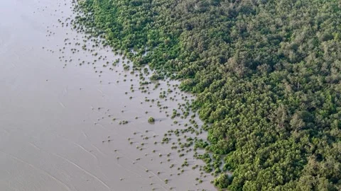 Drone shot captures mangrove forest stretching toward the sea Видео 332224499