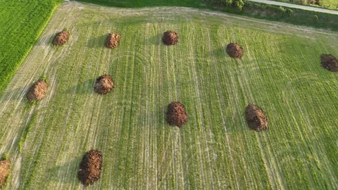 Drone shot captures tractor spreading organic manure over flat arable field.. Stock Footage 309125921