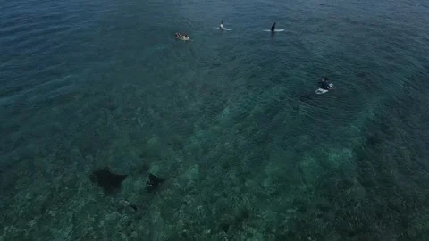 Drone shot capturing group of surfers in translucent Indian Ocean Stock Footage 321992622