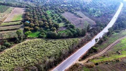 Drone shot capturing a sharp countryside road bend cutting between agricultural Stock Footage 336033865