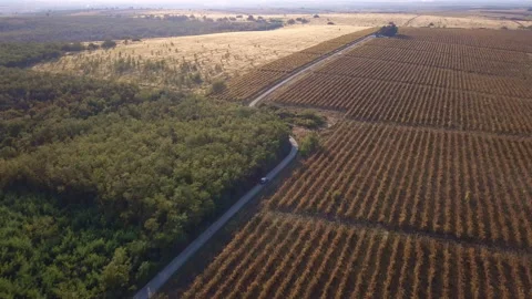 Drone shot of a car cruising through beautiful vineyards in Vrsac's countrysi Stock Footage 165994043