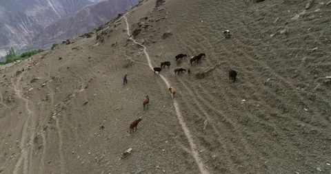 Drone shot of Cattle in summer and mountins Stock Footage 166364995