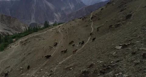 Drone shot of Cattle in summer and mountins Stock Footage 166365072