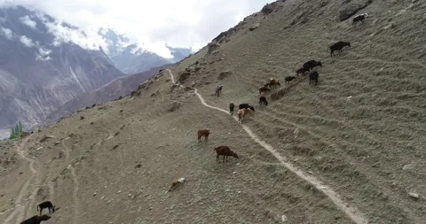 Drone shot of Cattle in summer and mountins 스톡 동영상 166365404