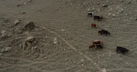 Drone shot of Cattle in summer and mountins Stock Footage 166365419