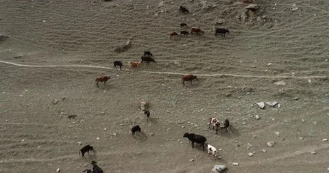 Drone shot of Cattle in summer and mountins 스톡 동영상 166365435