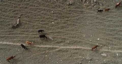Drone shot of Cattle in summer and mountins 스톡 동영상 166365857