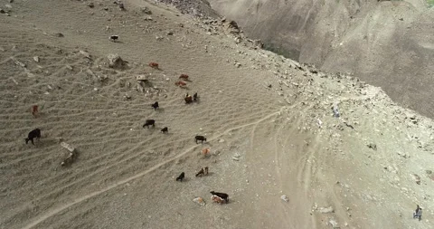 Drone shot of Cattle in summer and mountins Stock Footage 166365910