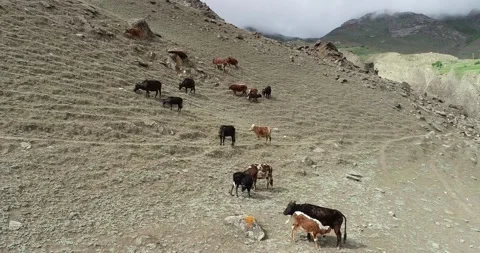 Drone shot of Cattle in summer and mountins Stock Footage 166365994