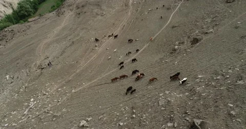 Drone shot of Cattle in summer and mountins Stock Footage 166366246