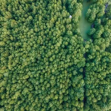 Drone shot of cedar forest in spring Foto stock