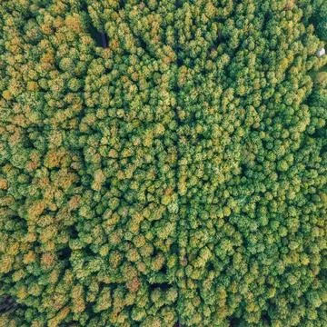 Drone shot of cedar forest in spring Stock Photos