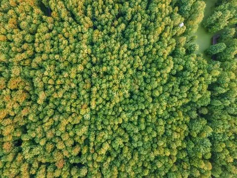 Drone shot of cedar forest in spring Stock Photos