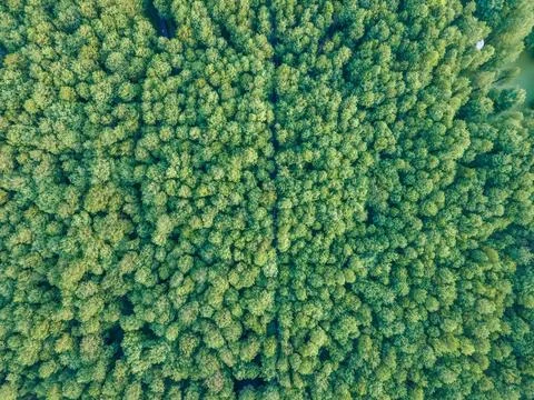 Drone shot of cedar forest in spring Stock Photos