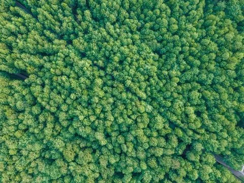 Drone shot of cedar forest in spring Stock Photos