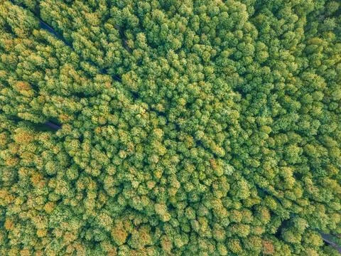 Drone shot of cedar forest in spring Stock Photos