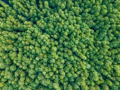 Drone shot of cedar forest in spring Stock Photos