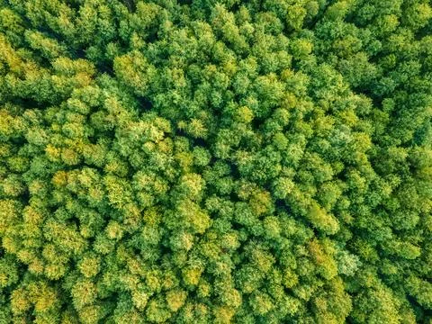 Drone shot of cedar forest in spring Stock Photos
