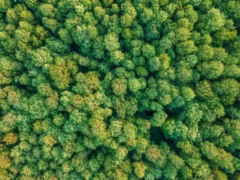 Drone shot of cedar forest in spring Stock Photos