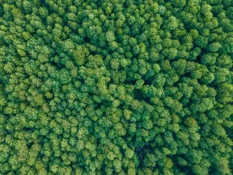 Drone shot of cedar forest in spring Foto stock