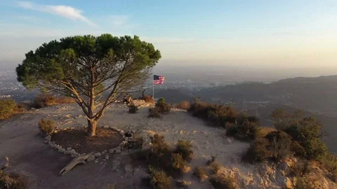 Drone Shot Circling Wisdom Tree in LA Stock Footage 116735582