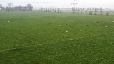 Drone shot circuling flock of sheep early morning Video stock 300027318