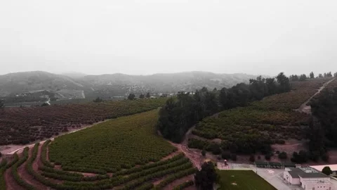Drone Shot of Citrus Fields Covered In Fog Stock Footage 218637343