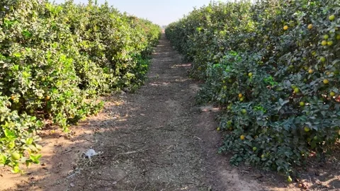 Drone shot of citrus orchards featuring rows of vibrant orange and lemon trees Video stock 293224708