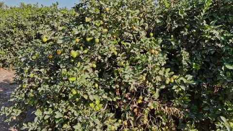 Drone shot of citrus orchards featuring rows of vibrant orange and lemon trees Stock Footage 293224753
