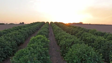 Drone shot of citrus orchards featuring rows of vibrant orange and lemon trees Stock Footage 293225415