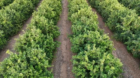 Drone shot of citrus orchards featuring rows of vibrant orange and lemon trees Stock Footage 293225444