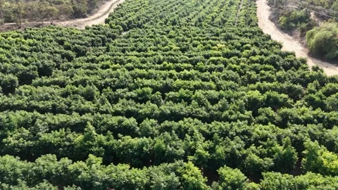 Drone shot of citrus orchards featuring rows of vibrant orange and lemon trees Stock Footage 293225535
