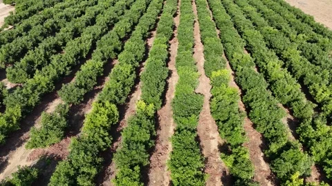 Drone shot of citrus orchards featuring rows of vibrant orange and lemon trees Stock Footage 293225571