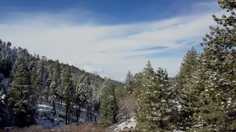 DRONE SHOT CLEAR SKY SNOW IN TREES 動画素材 101264322