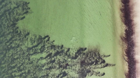 Drone shot of Commerson’s dolphins surfacing in bright ocean water near coast Vídeos de archivo 334151726