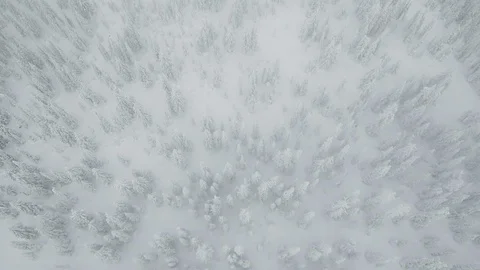 Drone shot of conifer forest covered in snow during misty day, Red Mountain Stock Footage 121587446